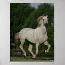 Buscar caballos andaluces posters Corriendo