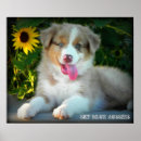 Buscar australianos posters Perro