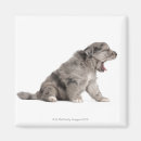 Buscar perritos imanes Perros