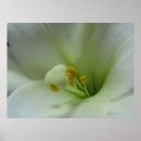 Buscar lirio de pascua posters Floral
