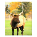 Buscar lengua animal posters Animales