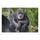 Buscar monkies Chimpancé