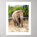 Buscar elefante indio posters Asiático