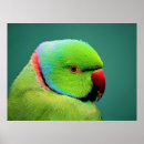 Buscar cuello verde posters Pájaro