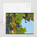 Buscar uvas rojas postales Vino