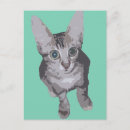 Buscar gatos grandes postales General y unisex