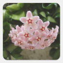 Buscar violetas africanas pegatinas Flor
