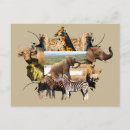 Buscar elefante africano postales Sudáfrica