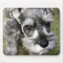 Buscar perritos alfombrillas de raton General y unisex