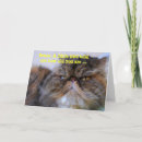 Buscar persiana tarjetas 9 º gata