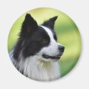 Buscar border collie imanes Fotografía