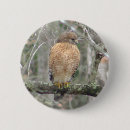 Buscar aves rapaces chapas Naturaleza