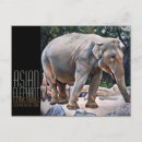 Buscar elefante asiático postales Animal
