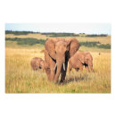 Buscar familia elefante posters Animal