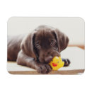 Buscar perro juguete imanes Lindo