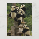 Buscar pete tarjetas Fauna