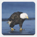 Buscar bald eagle pegatinas Naturaleza