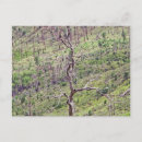 Buscar árbol de la vida postales Árboles