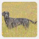 Buscar animales domésticos pegatinas Perro