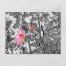 Buscar splash postales Para todos