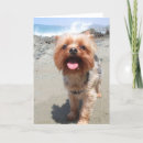 Buscar yorkie tarjetas Yorkshire terrier