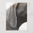 Buscar weimaraner postales Amistad