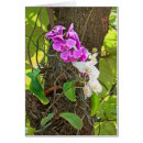 Buscar phalaenopsis postales Tropical