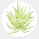 Buscar vera pegatinas Aloe