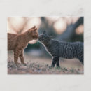 Buscar gatos grises postales Para todos