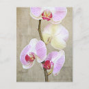 Buscar orquídea postales Naturaleza