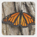 Buscar mariposa monarca pegatinas Vida silvestre
