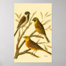 Buscar pájaros amarillos posters Árbol