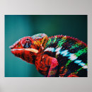 Buscar cambiante posters Naturaleza