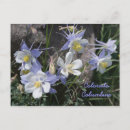 Buscar columbine postales Flor
