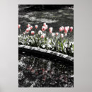 Buscar tulipanes blancos posters Blanco y negro