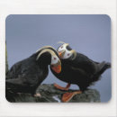 Buscar bering Naturaleza