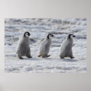 Buscar animales pingüino lindo posters Antártica