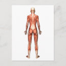 Buscar sistema muscular postales Fisiología