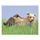 Buscar grisáceo fotografía Oso