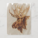 Buscar fauna postales Naturaleza