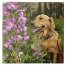 Buscar del golden retriever azulejos Vertical