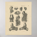Buscar anatómico posters Anatomía