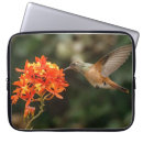 Buscar colibrí electronica Alimentación