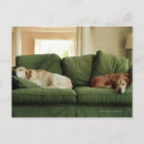 Buscar perro en el sofá postales Emoción