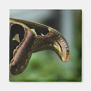 Buscar bicho imanes Fotografía