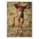 Buscar nyala Animales