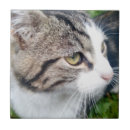 Buscar dueño azulejos Gato