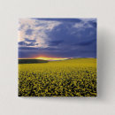 Buscar cultivo chapas Paisaje