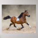 Buscar miniatura posters Caballo en miniatura