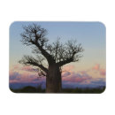 Buscar baobab imanes Madagascar